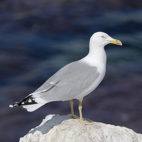 Goéland leucophée (Larus michahellis)
