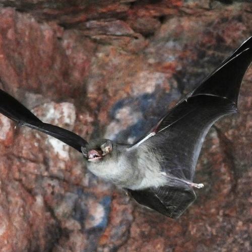 Minioptère de Schreibers (Miniopterus schreibersii)