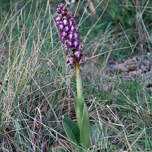 Barlie de Robert (Himantoglossum robertianum)